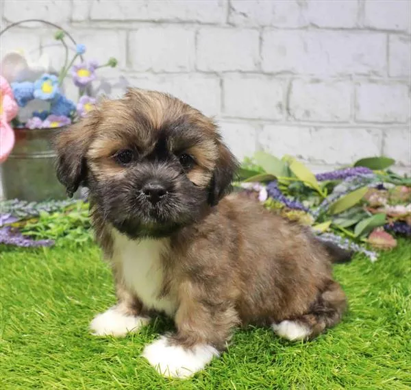 Male Lhasa Apso puppy named Peter for sale at Waggles Greensboro.
