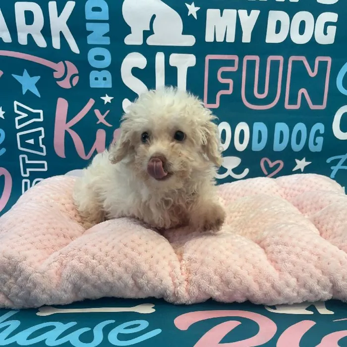 Male Poodle Toy Puppy for Sale in Charlotte, NC