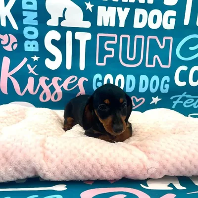Female Dachshund Puppy for Sale in Charlotte, NC
