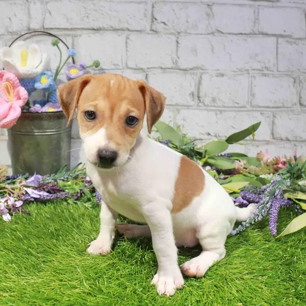 Male Jack Russell Terrier puppy named Joey for sale at Waggles Raleigh.