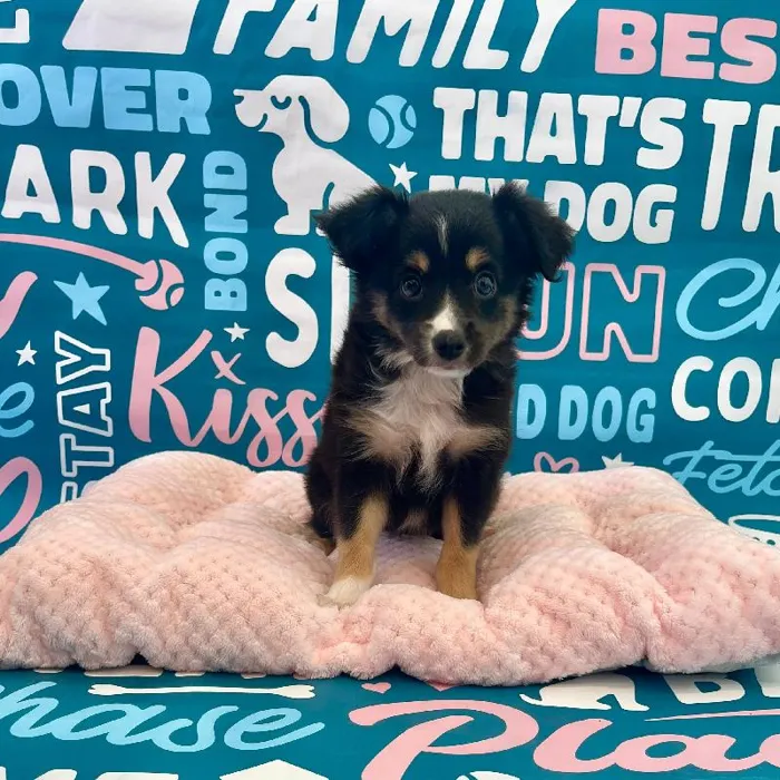 Female Mini Aussie Puppy for Sale in Charlotte, NC