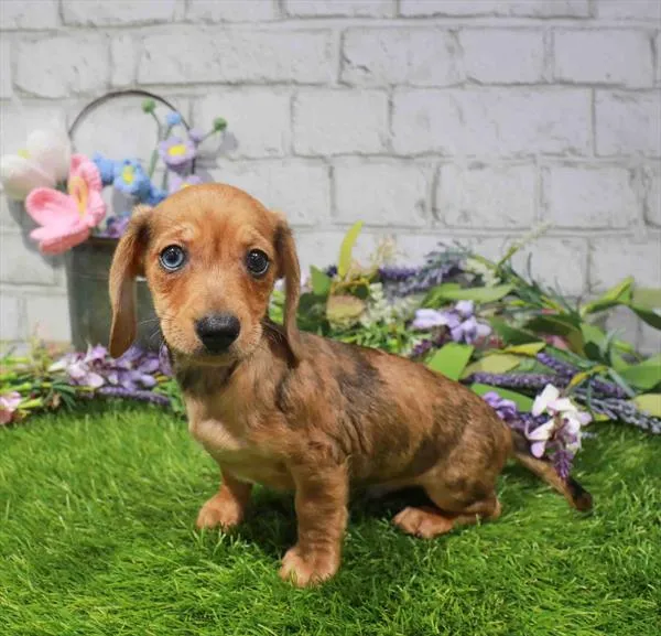 Male Dachshund puppy named Bolt for sale at Waggles Charlotte.