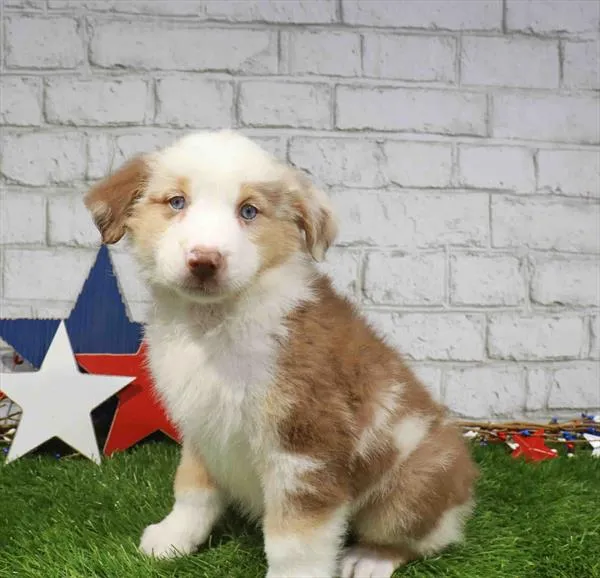Male Australian Shepherd puppy named Luke for sale at Waggles Charlotte.