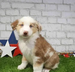 Male Australian Shepherd puppy named Luke for sale at Waggles Charlotte.
