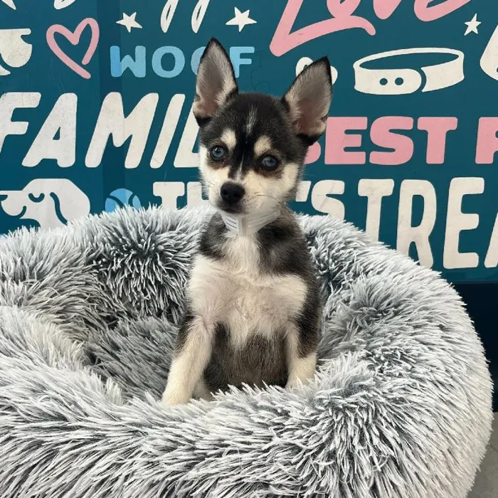 Female Alaskan Klee Kai puppy named Dolce for sale at Waggles Charlotte.