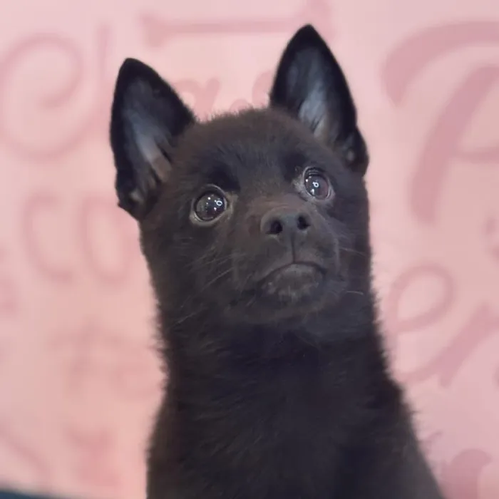Male Schipperke Puppy for Sale in Greensboro, NC