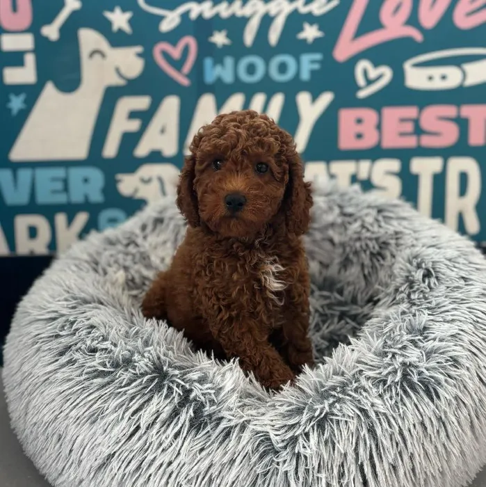 Male Mini Poodle puppy named Ivan for sale at Waggles Charlotte.