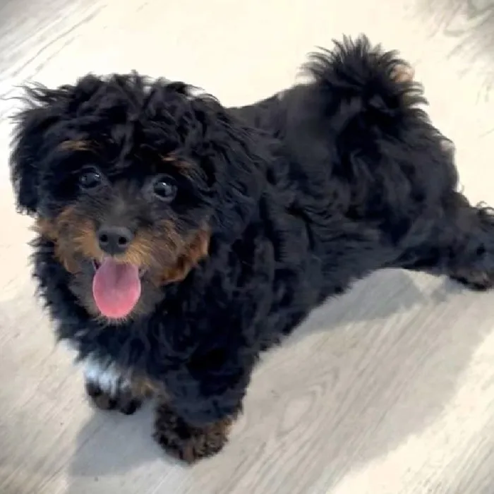 Female Mini Bernedoodle Puppy for Sale in Greensboro, NC