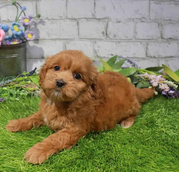 Female Mini Goldendoodle 2Nd Gen puppy named Britiney for sale at Waggles Greensboro.
