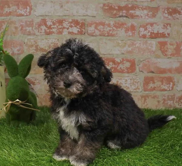 Male Havapoo puppy named Luke for sale at Waggles Charlotte.