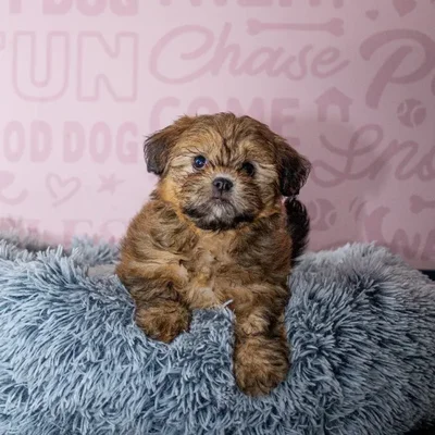Female Shipoo Puppy for Sale in Greensboro, NC