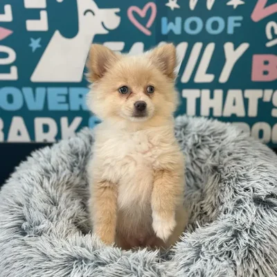 Male Pomeranian Puppy for Sale in Charlotte, NC