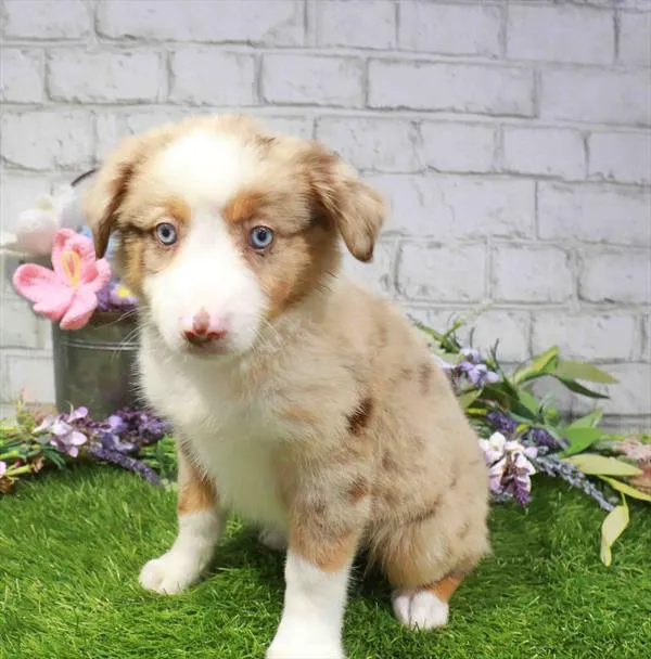 Male Mini Aussie puppy named Dune for sale at Waggles Charlotte.