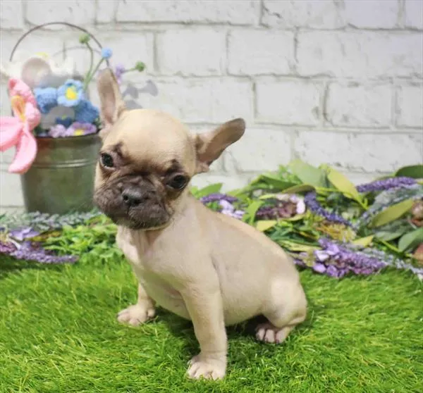 Female French Bulldog puppy named Wanda for sale at Waggles Charlotte.