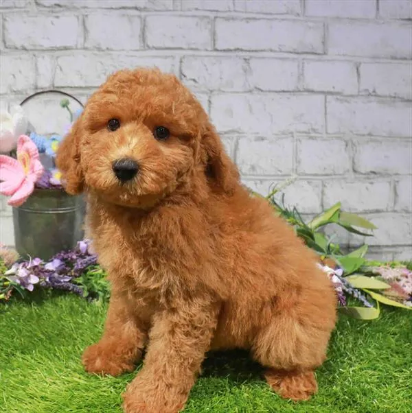 Male Hybrid puppy named Ron for sale at Waggles Raleigh.