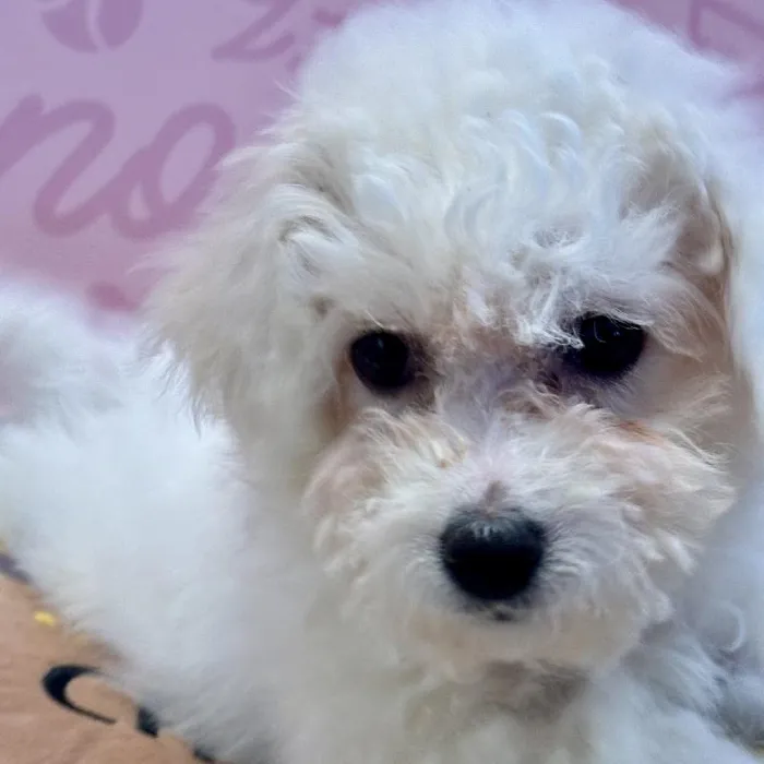 Female Bichon Puppy for Sale in Greensboro, NC