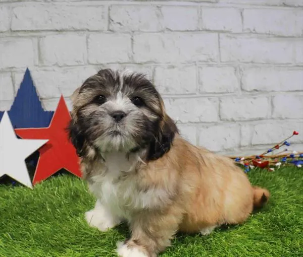 Male Lhasa Apso puppy named Waylon for sale at Waggles Charlotte.