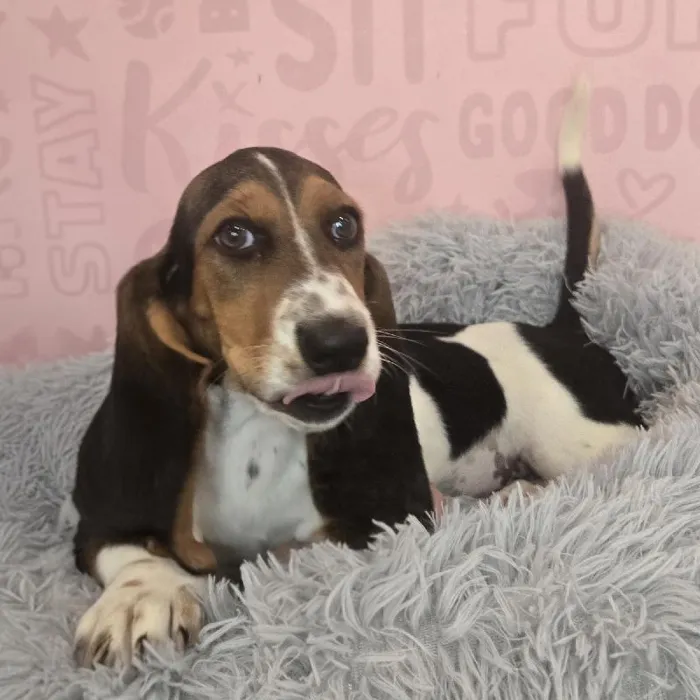 Female Basset Hound puppy named Hazel for sale at Waggles Raleigh.