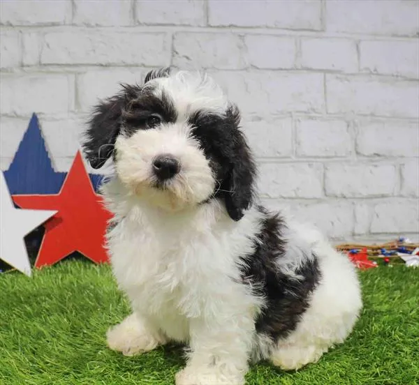 Male Mini Poodle puppy named Morgan for sale at Waggles Charlotte.