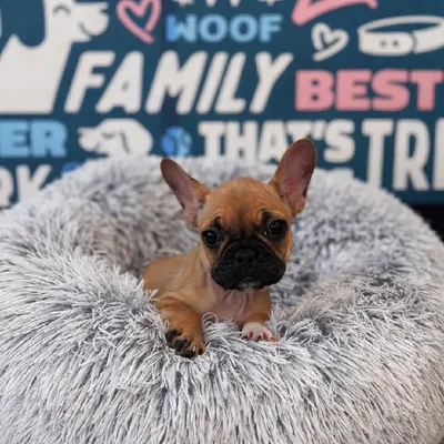 Female French Bulldog Puppy for Sale in Charlotte, NC