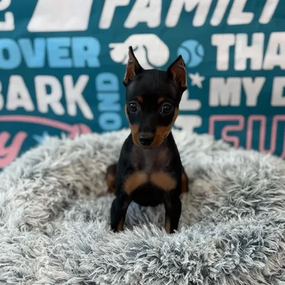 Male Min Pin Puppy for Sale in Charlotte, NC