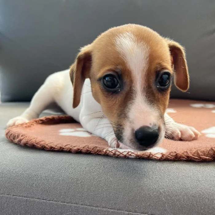 Male Jack Russell Terrier Puppy for Sale in Charlotte, NC