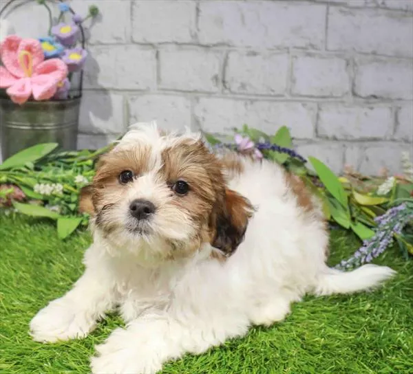 Male Teddy Bear puppy named Guava for sale at Waggles Charlotte.