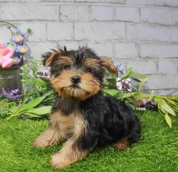 Female Yorkie puppy named Nutmeg for sale at Waggles Greensboro.