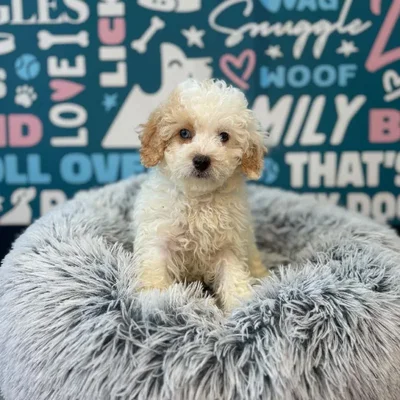 Female Poodle Puppy for Sale in Charlotte, NC