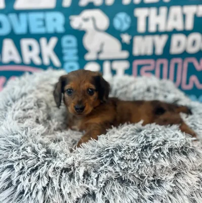 Male Dachshund Puppy for Sale in Charlotte, NC