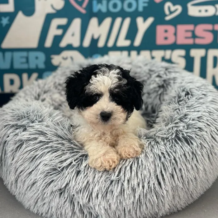 Female Schnoodle puppy named Lola for sale at Waggles Charlotte.