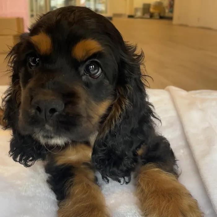 Male Cocker Spaniel Puppy for Sale in Greensboro, NC