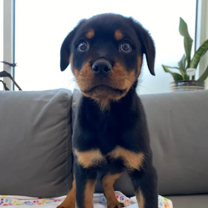 Male Rottweiler Puppy for Sale in Charlotte, NC