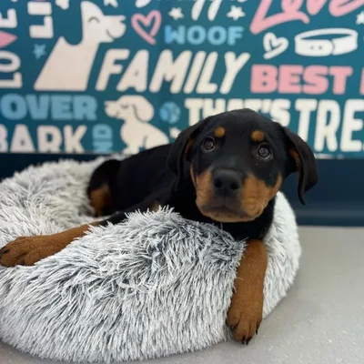 Female Rottweiler Puppy for Sale in Charlotte, NC