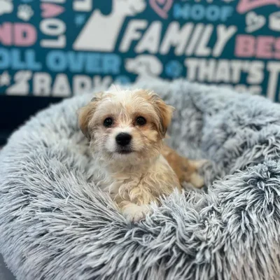 Female Havanese Puppy for Sale in Charlotte, NC