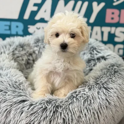 Male Maltipoo Puppy for Sale in Charlotte, NC