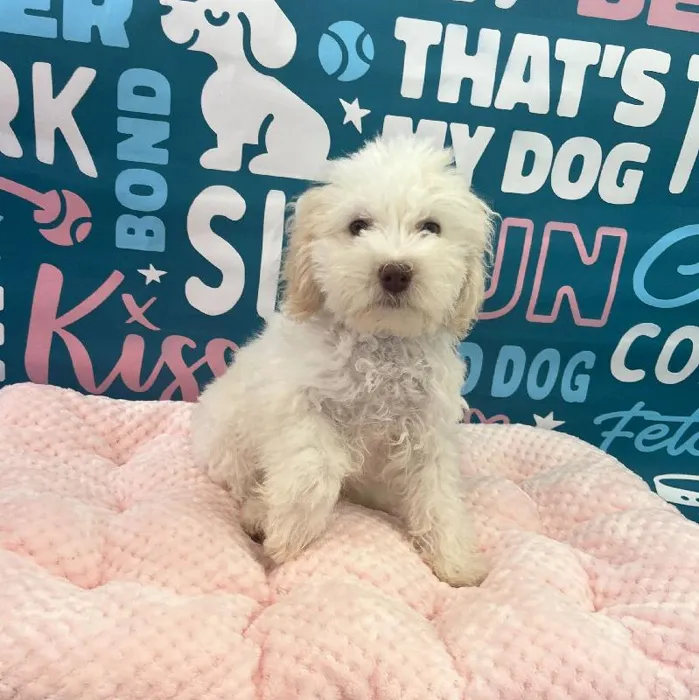 Male Havapoo Puppy for Sale in Charlotte, NC
