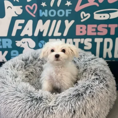 Male Maltese Puppy for Sale in Charlotte, NC