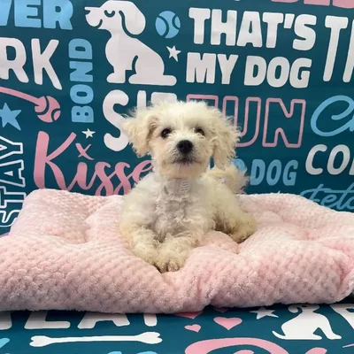 Male Bichon Puppy for Sale in Charlotte, NC