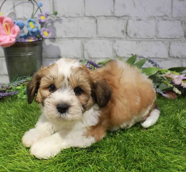 Male Teddy Bear puppy named Jerry for sale at Waggles Raleigh.