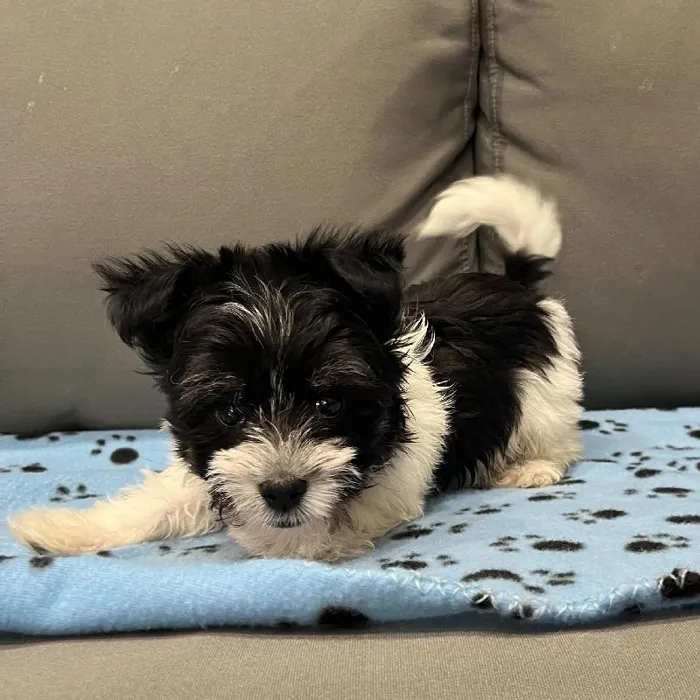 Female Havanese Puppy for Sale in Charlotte, NC
