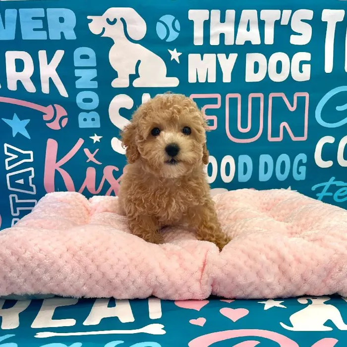 Female Bichapoo Puppy for Sale in Charlotte, NC