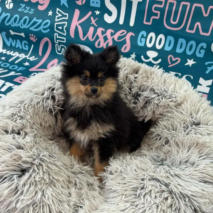 Female Pomeranian Puppy for Sale in Charlotte, NC