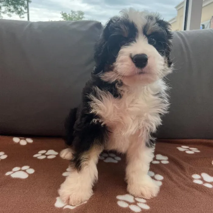 Male Mini Bernedoodle 2nd Gen Puppy for Sale in Charlotte, NC