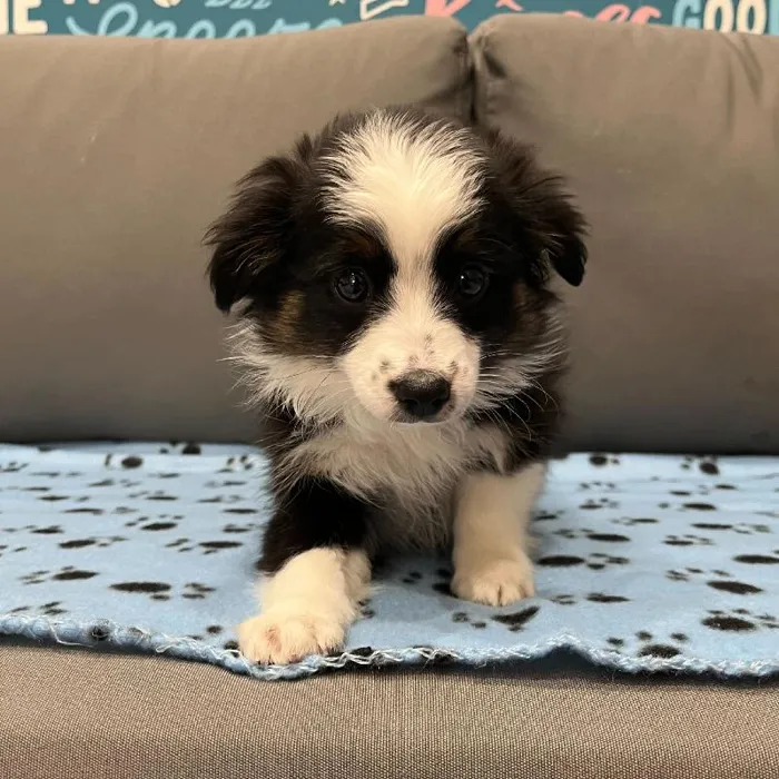 Female Mini Aussie Puppy for Sale in Charlotte, NC