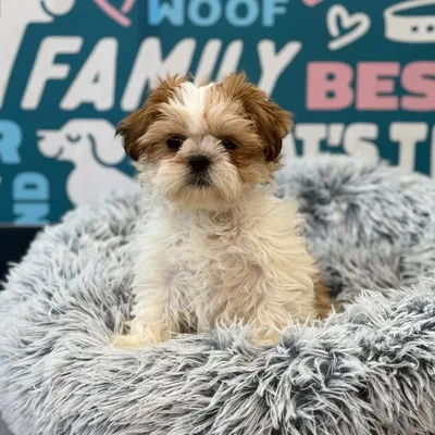 Male Shih Tzu Puppy for Sale in Charlotte, NC