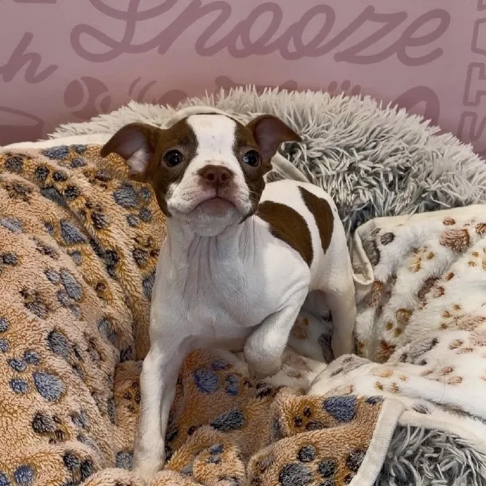 Female Boston Terrier Puppy for Sale in Greensboro, NC