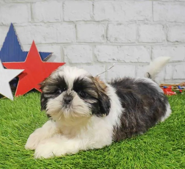 Female Shih Tzu puppy named Patsy for sale at Waggles Charlotte.