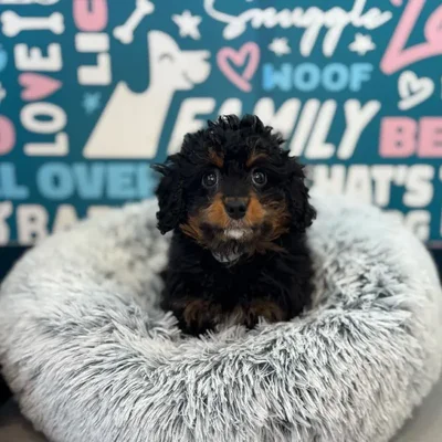 Female Mini Bernedoodle 2nd Gen Puppy for Sale in Charlotte, NC