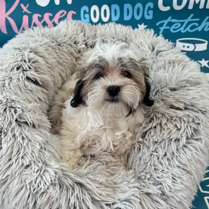 Female Malshi Puppy for Sale in Charlotte, NC